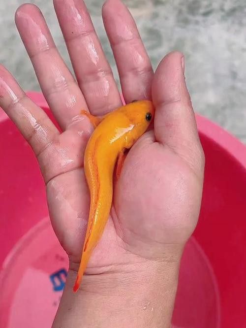 金色雷龍魚多少錢一條圖片