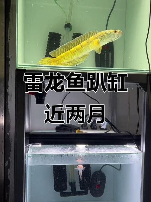 金色雷龍魚多少錢一條圖片