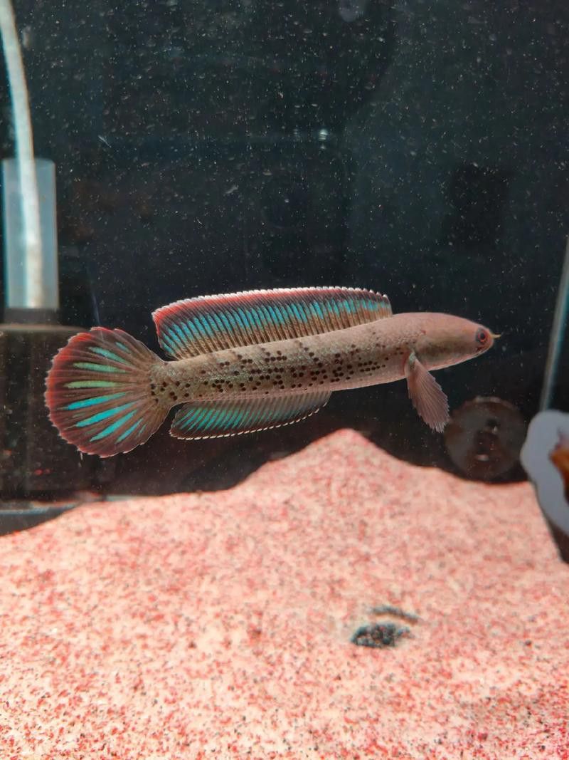金色雷龍魚多少錢一條圖片
