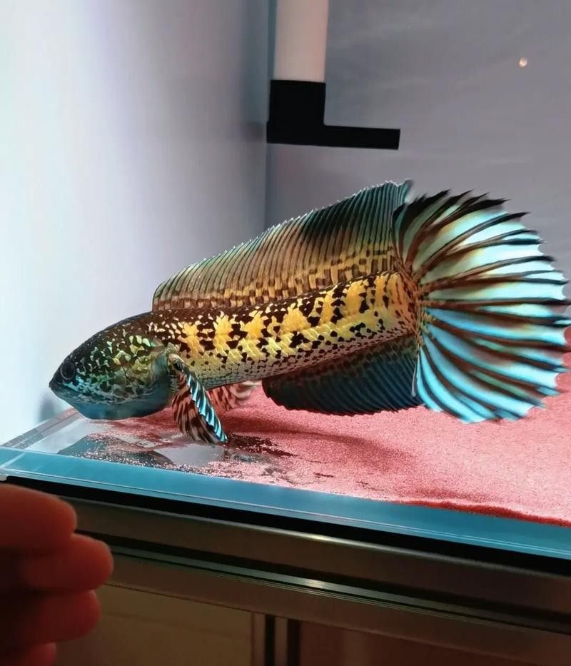 金色雷龍魚多少錢一條圖片