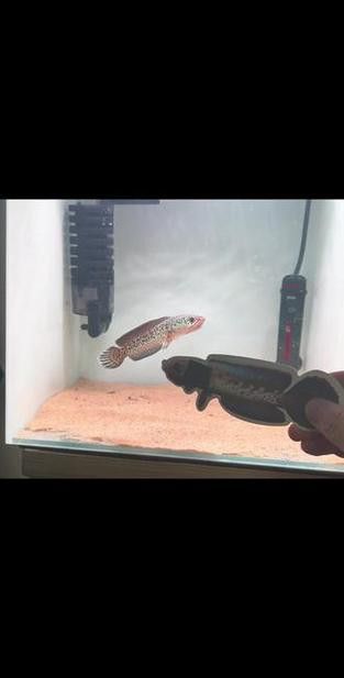金色雷龍魚多少錢一條圖片