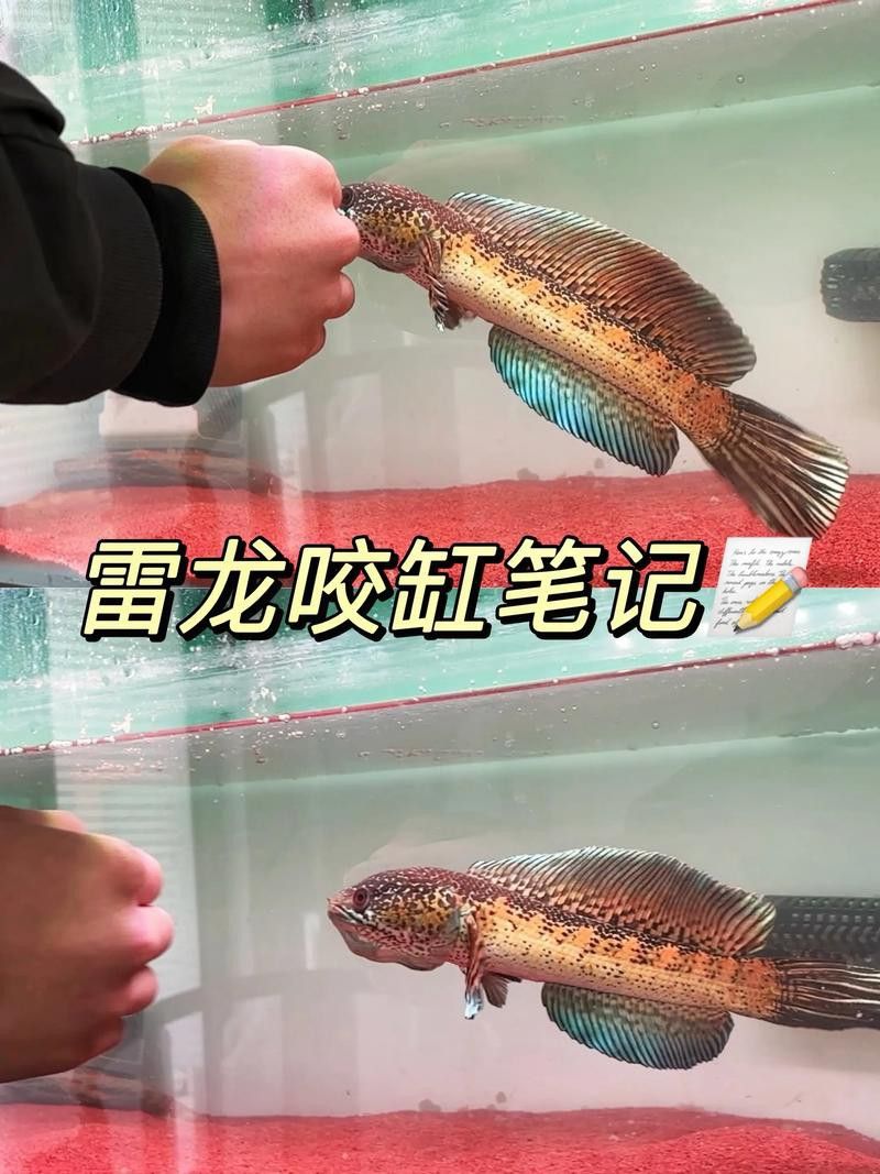 金色雷龍魚多少錢一條圖片