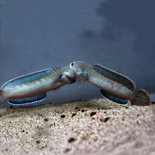金色雷龍魚多少錢一條圖片