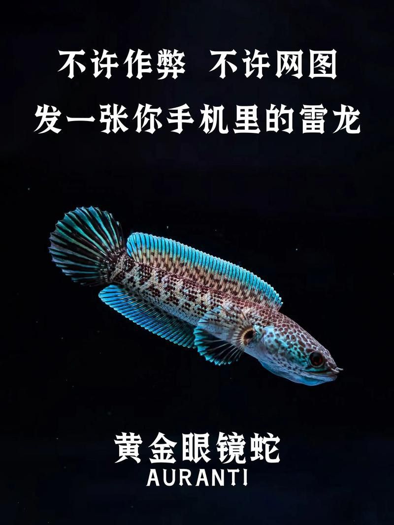 金色雷龍魚多少錢一條圖片