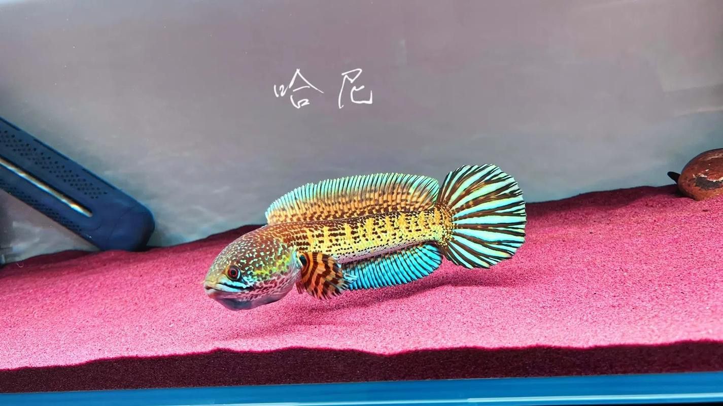 金色雷龍魚多少錢一條圖片