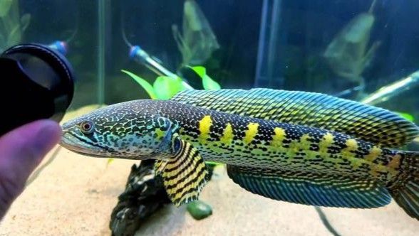 金色雷龍魚多少錢一條圖片