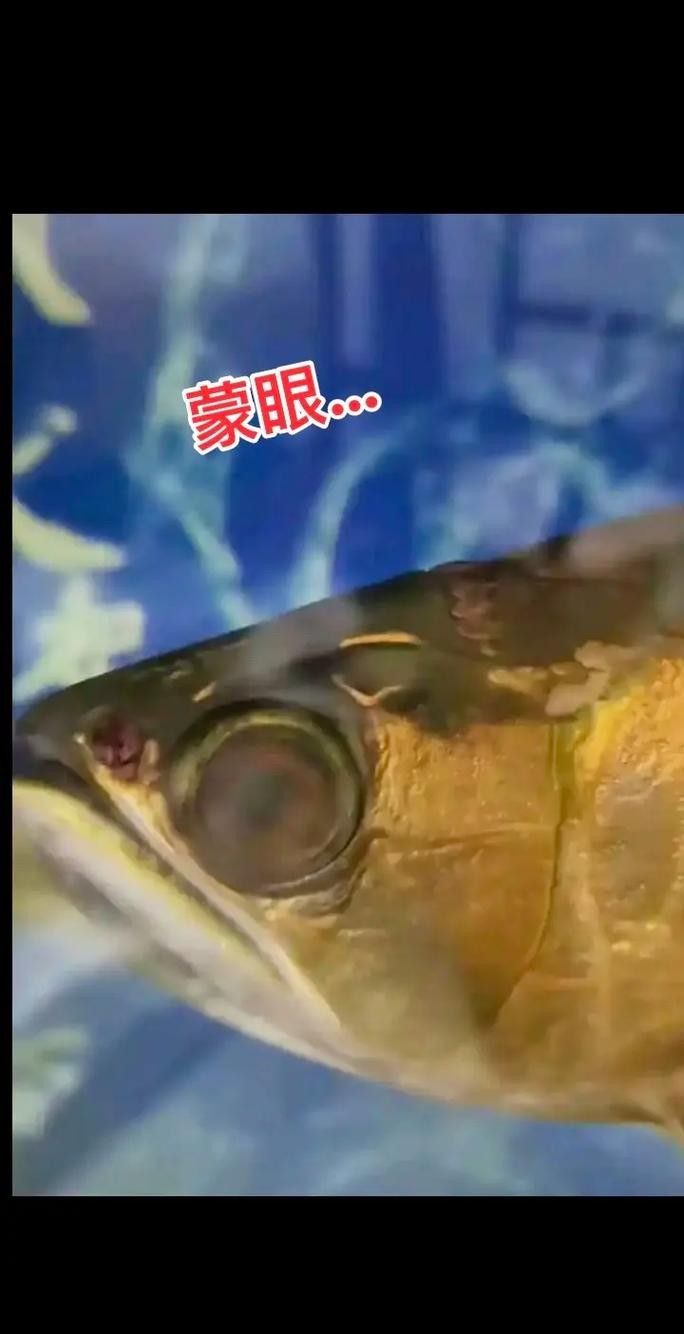 龍魚眼睛看不見怎么辦呢圖片