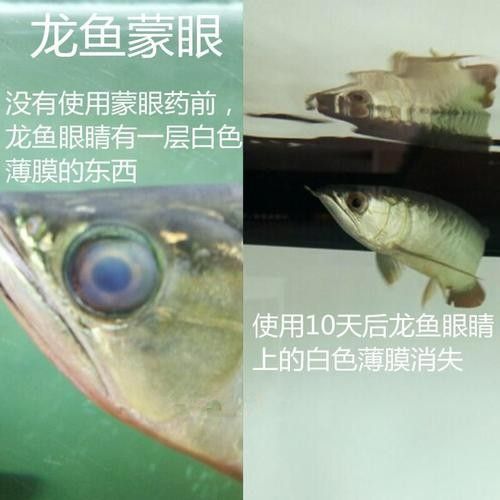 龍魚眼睛看不見怎么辦呢圖片