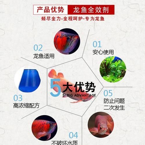 龍魚眼睛看不見怎么辦呢圖片
