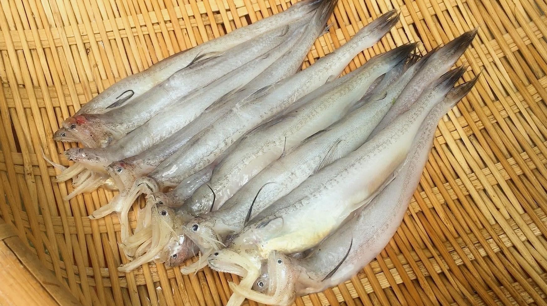 如何挑選新鮮的龍頭魚制作魚丸？