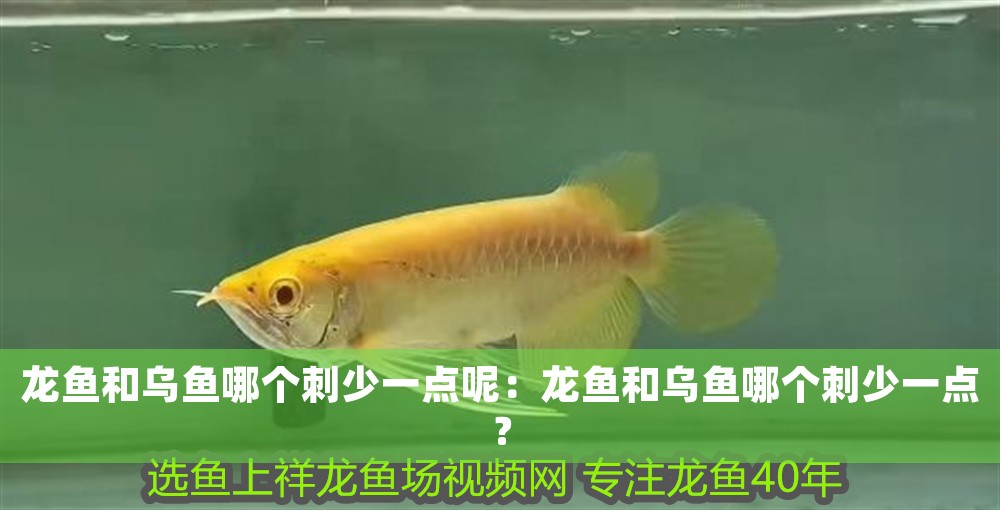 龍魚和烏魚哪個(gè)刺少一點(diǎn)呢：龍魚和烏魚哪個(gè)刺少一點(diǎn)？