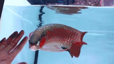 紅金龍魚動態壁紙下載安裝手機版：動態壁紙軟件下載安裝方法介紹動態壁紙下載安裝方法