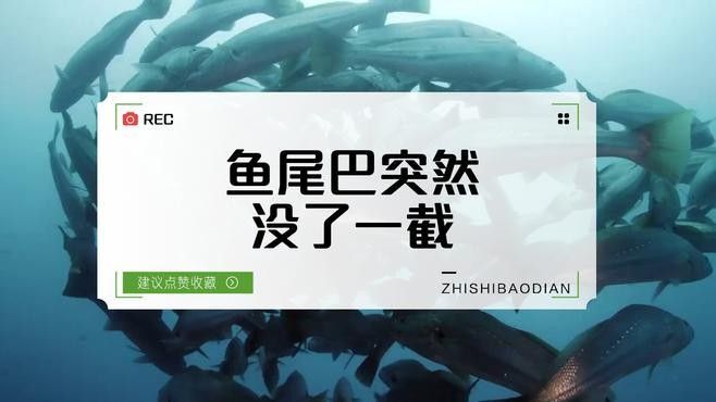 龍魚掉尾怎么治療