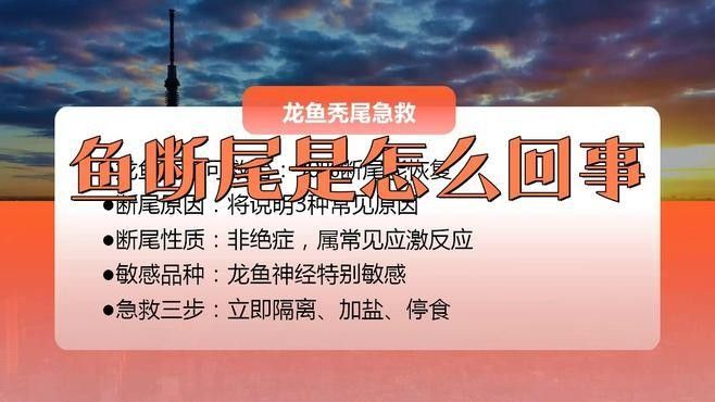 龍魚掉尾怎么治療