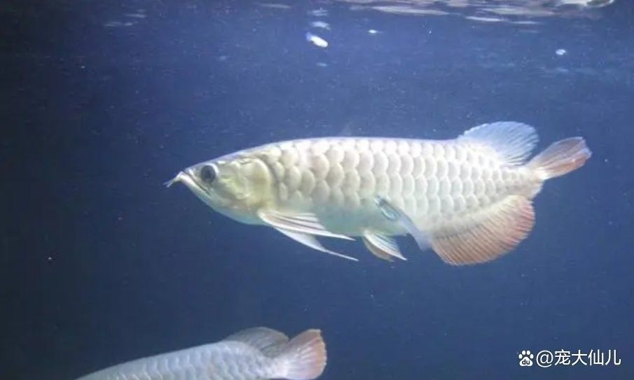 龍魚掉尾怎么治療