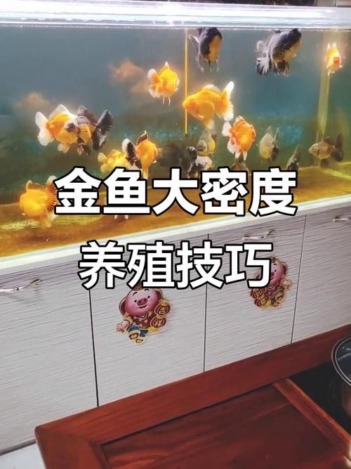雷龍魚和金魚哪個好養(yǎng)活