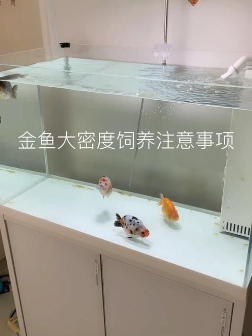 雷龍魚和金魚哪個好養(yǎng)活