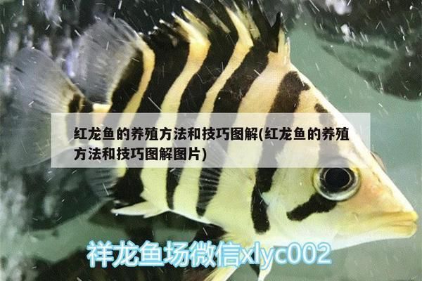 合肥紅龍魚，合肥紅龍魚養殖技術分享合肥紅龍魚養殖技術分享