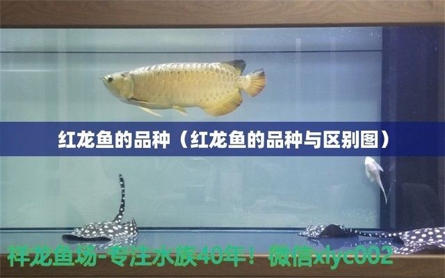 合肥紅龍魚，合肥紅龍魚養殖技術分享合肥紅龍魚養殖技術分享