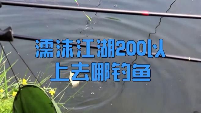 濡沫江湖銀龍魚在哪買