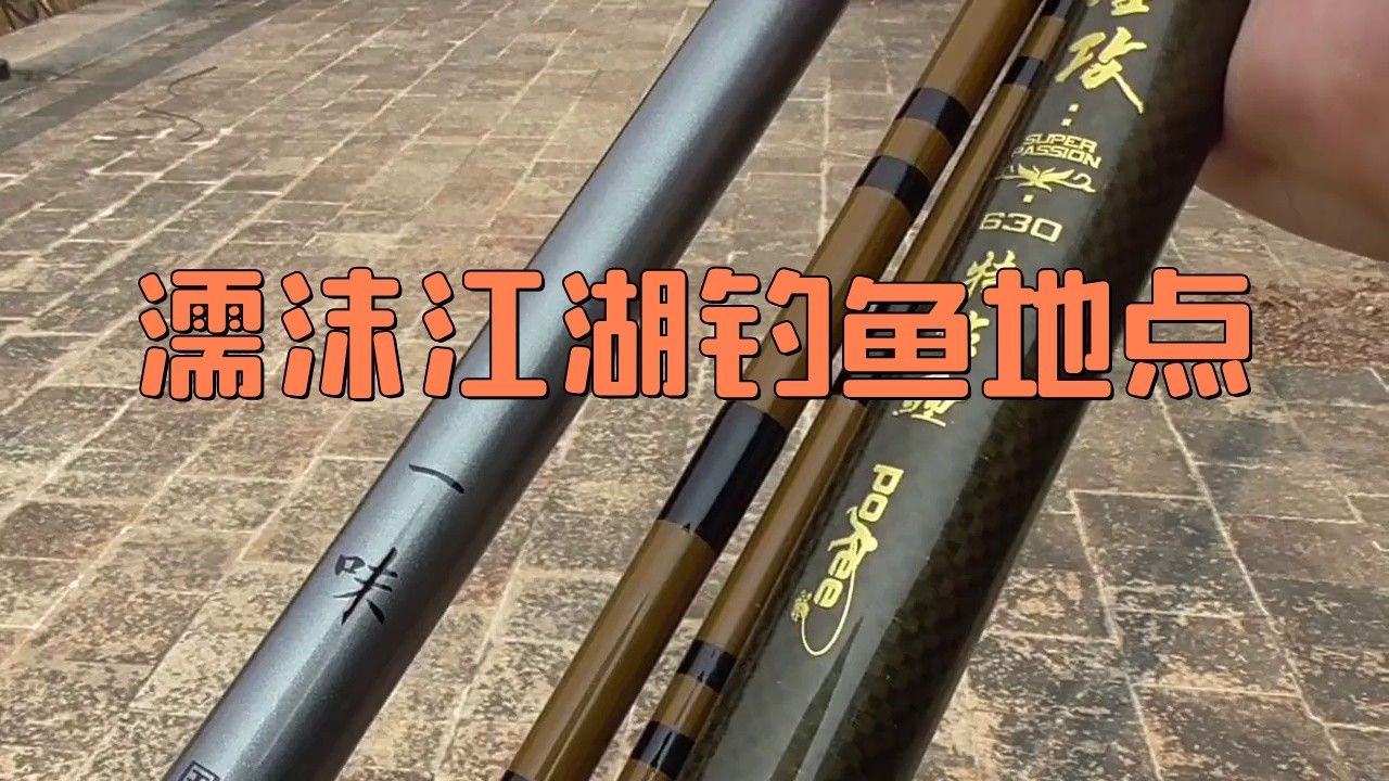 濡沫江湖銀龍魚在哪買