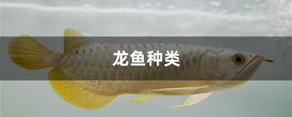 星點龍魚日常飲食指南：星點龍魚飲食搭配技巧星點龍魚活餌安全處理方法