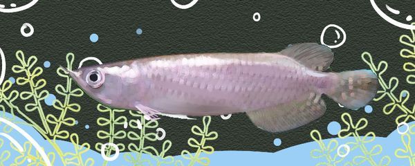 星點龍魚日常飲食指南：星點龍魚飲食搭配技巧星點龍魚活餌安全處理方法