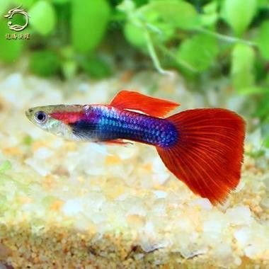 怎樣區(qū)分金龍魚和紅龍魚圖片大全 怎樣區(qū)分金龍魚和紅龍魚圖片大全 龍魚百科 第3張