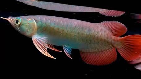 綠皮紅龍魚發色過程分析圖