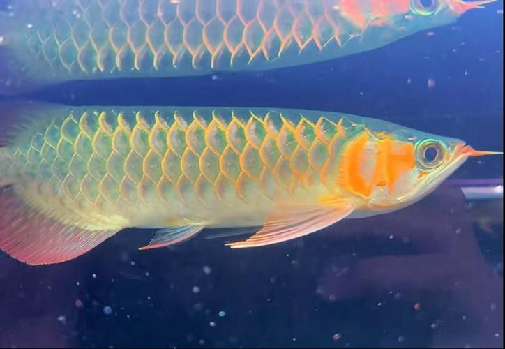綠皮紅龍魚發色過程分析圖
