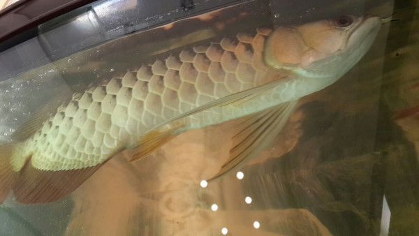 金龍魚不吃凍泥鰍怎么辦：金龍魚不吃凍泥鰍怎么辦金龍魚不吃凍泥鰍怎么辦