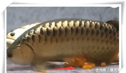 金龍魚不吃凍泥鰍怎么辦：金龍魚不吃凍泥鰍怎么辦金龍魚不吃凍泥鰍怎么辦
