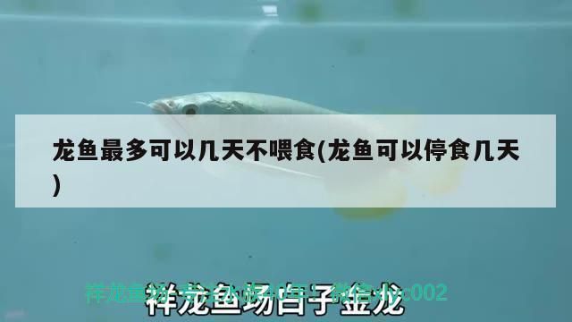 龍魚長途運輸前要停食幾天：龍魚長途運輸前的停食時間