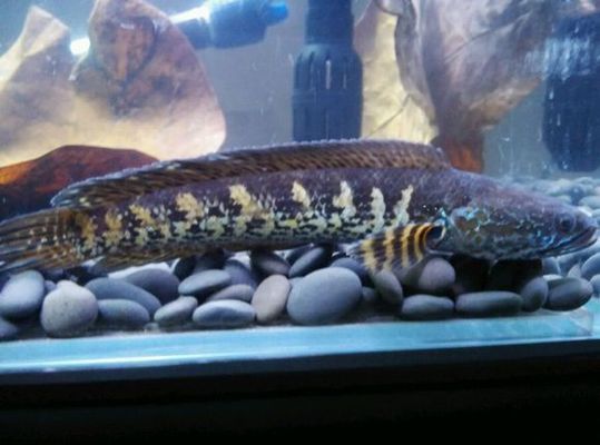 黃金眼鏡蛇雷龍魚混養(yǎng)什么魚：雷龍魚混養(yǎng)水族箱布局技巧
