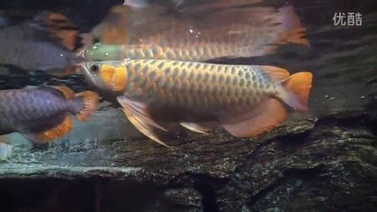 關于龍魚的電影有哪些（關于“魚”的動畫電影）