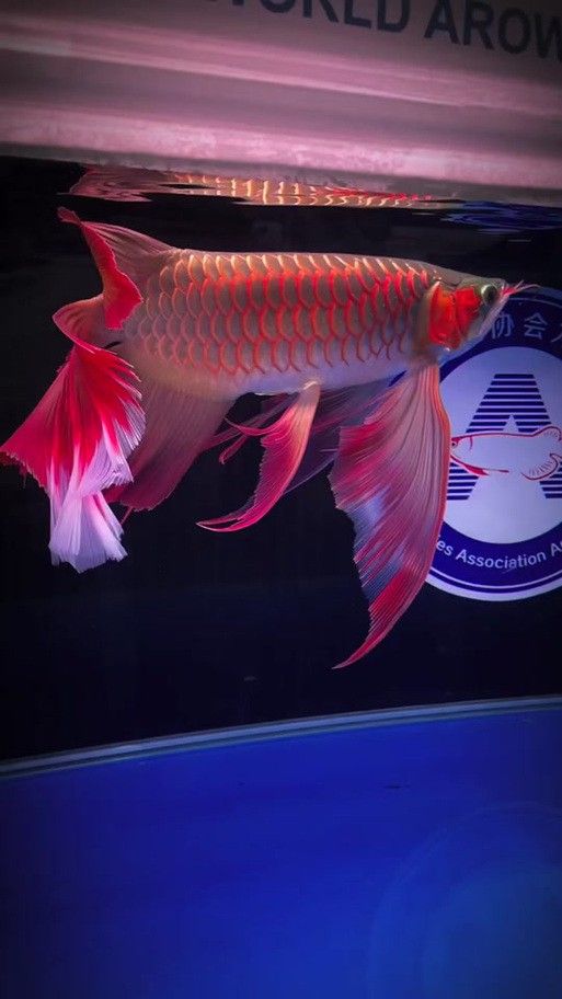 紅龍魚壁紙高清無水印