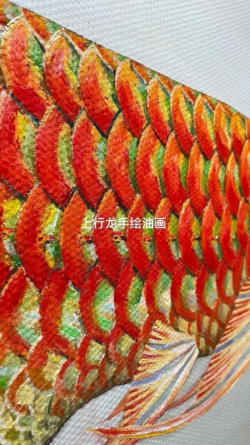 紅龍魚壁紙高清無水印