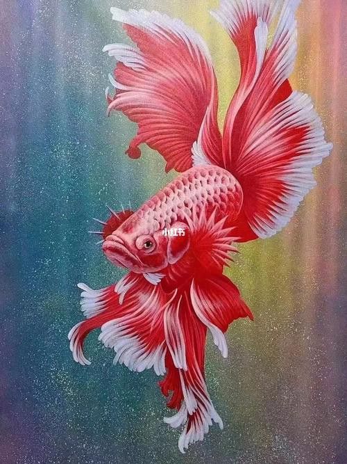 紅龍魚壁紙高清無水印