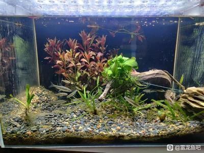 龍魚(yú)躲在角落不愛(ài)游動(dòng)用大白片可以嗎：龍魚(yú)躲在角落不愛(ài)游動(dòng)可能由以下幾個(gè)原因引起龍魚(yú)不愛(ài)游動(dòng)