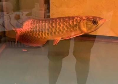 龍魚到家多久狀態能恢復（龍魚到家后狀態恢復的時間是多久？）