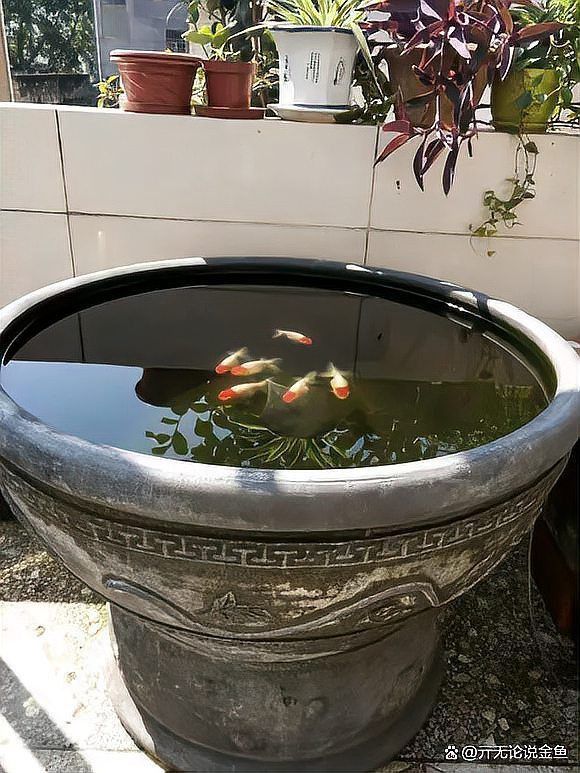 金魚日常護(hù)理要點
