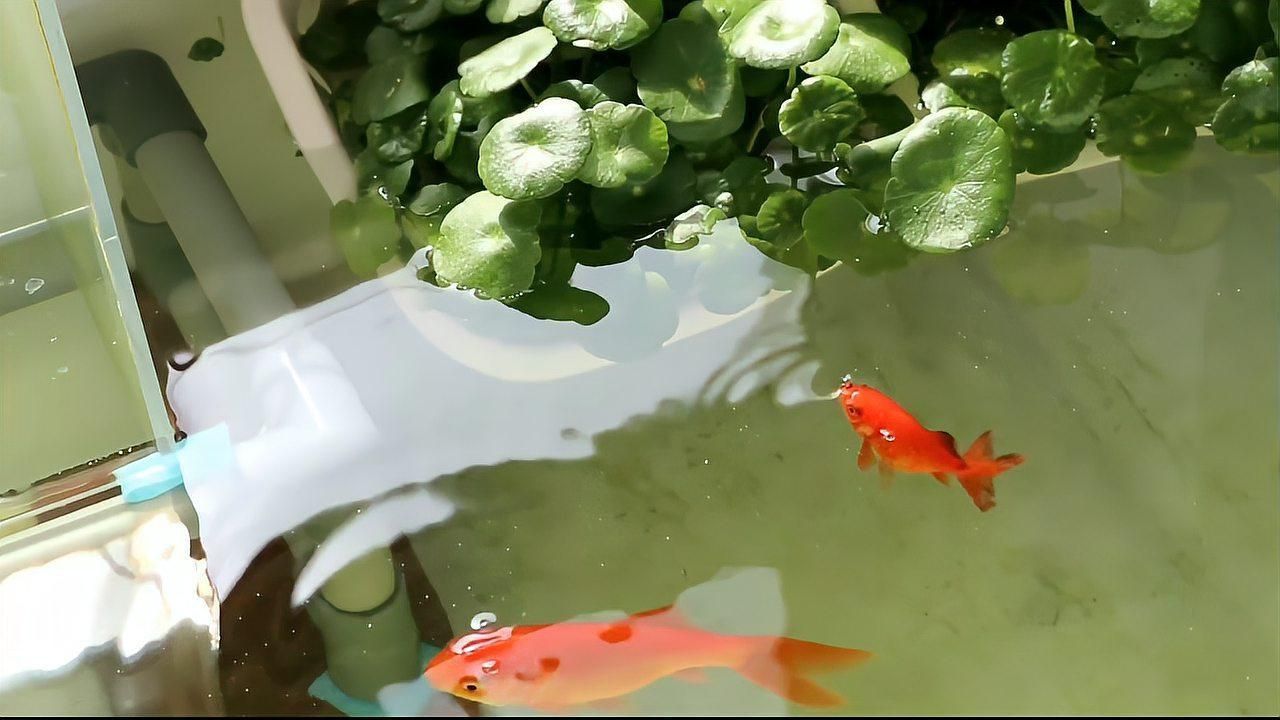 金魚日常護(hù)理要點