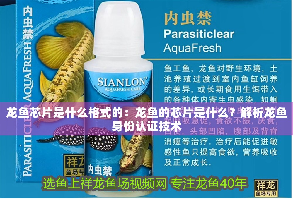 龍魚芯片是什么格式的：龍魚的芯片是什么？解析龍魚身份認證技術