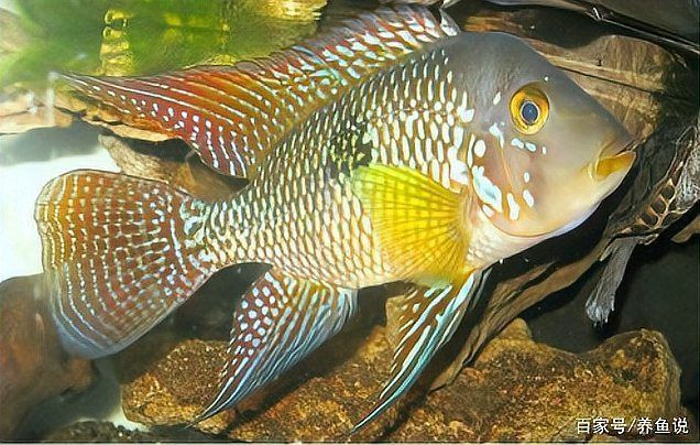 紅龍魚外寄會自愈嗎？