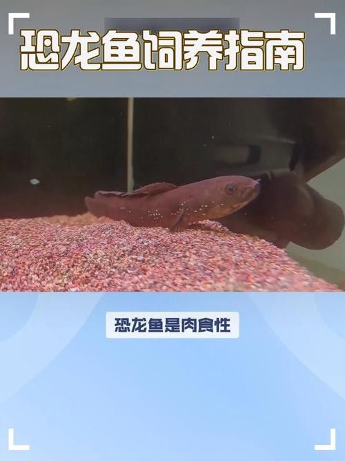 虎斑恐龍魚視頻教程大全圖片欣賞