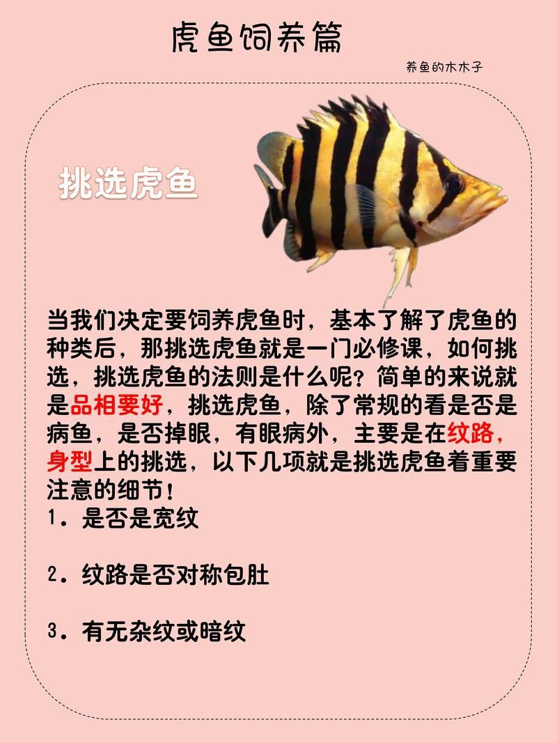 虎斑恐龍魚視頻教程大全圖片欣賞