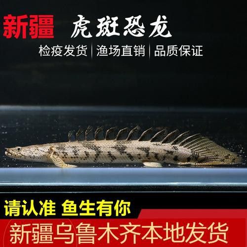 虎斑恐龍魚視頻教程大全圖片欣賞