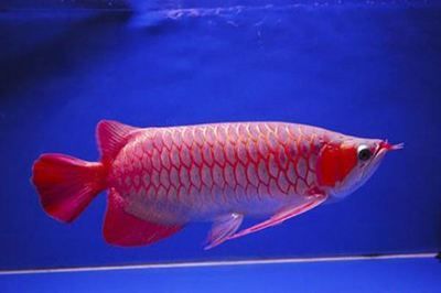 紅龍魚排行榜第幾：紅龍魚在淡水觀賞魚中占據了什么地位？