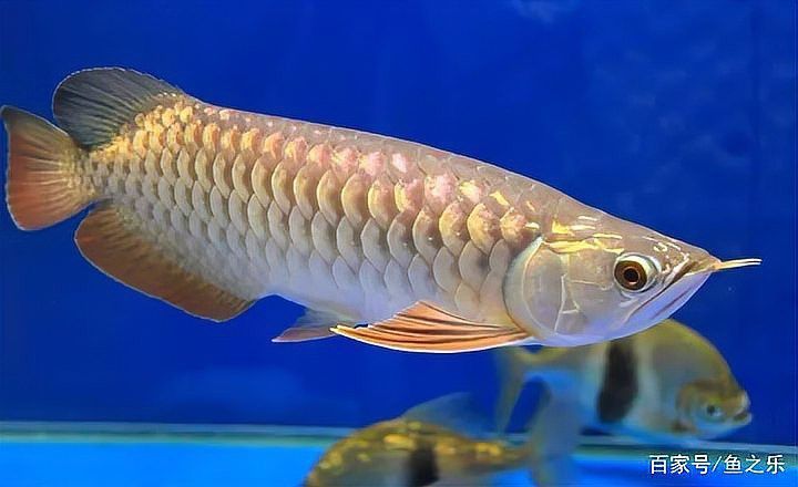 金龍魚要養多久才會變金色