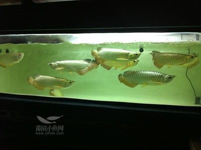 金龍魚一缸可以養幾條：金龍魚一缸可以養幾條金龍魚一缸可以養幾條